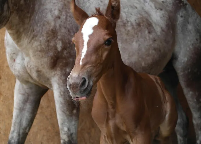 Villa Agridomus Il Mulino Palazzo del Pero