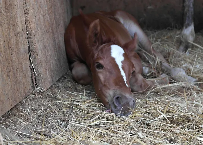 Agridomus Il Mulino Villa Palazzo del Pero