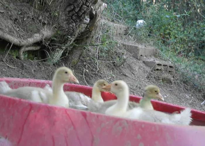 Agridomus Il Mulino * Palazzo del Pero