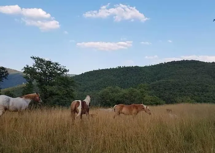 Agridomus Il Mulino